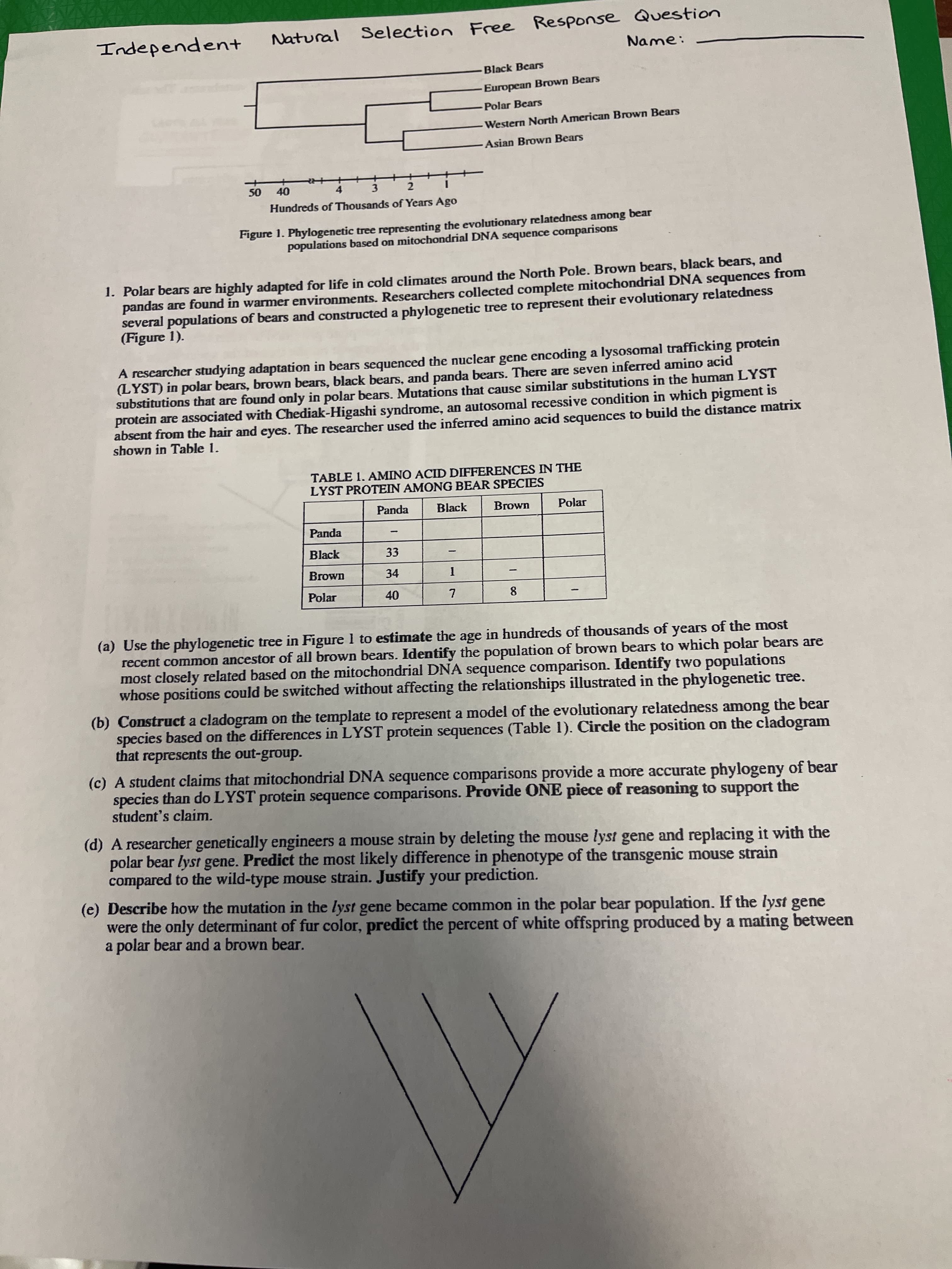Natural Selection Free Response Question
Name:
Independent
Black Bears
European Brown Bears
Polar Bears
Western North American Brown Bears
Asian Brown Bears
OS
Hundreds of Thousands of Years Ago
++
4.
3.
2.
Figure 1. Phylogenetic tree representing the evolutionary relatedness among bear
populations based on mitochondrial DNA sequence comparisons
1. Polar bears are highly adapted for life in cold climates around the North Pole. Brown bears, black bears, and
pandas are found in warmer environments. Researchers collected complete mitochondrial DNA sequences from
several populations of bears and constructed a phylogenetic tree to represent their evolutionary relatedness
(Figure 1).
A researcher studying adaptation in bears sequenced the nuclear gene encoding a lysosomal trafficking protein
(LYST) in polar bears, brown bears, black bears, and panda bears. There are seven inferred amino acid
substitutions that are found only in polar bears. Mutations that cause similar substitutions in the human LYST
protein are associated with Chediak-Higashi syndrome, an autosomal recessive condition in which pigment is
absent from the hair and eyes. The researcher used the inferred amino acid sequences to build the distance matrix
shown in Table 1.
TABLE 1. AMINO ACID DIFFERENCES IN THE
LYST PROTEIN AMONG BEAR SPECIES
Panda
Black
Brown
Polar
Panda
Black
33
Brown
34
1.
Polar
8.
(a) Use the phylogenetic tree in Figure 1 to estimate the age in hundreds of thousands of years of the most
recent common ancestor of all brown bears. Identify the population of brown bears to which polar bears are
most closely related based on the mitochondrial DNA sequence comparison. Identify two populations
whose positions could be switched without affecting the relationships illustrated in the phylogenetic tree.
(b) Construct a cladogram on the template to represent a model of the evolutionary relatedness among the bear
species based on the differences in LYST protein sequences (Table 1). Circle the position on the cladogram
that represents the out-group.
(c) A student claims that mitochondrial DNA sequence comparisons provide a more accurate phylogeny of bear
species than do LYST protein sequence comparisons. Provide ONE piece of reasoning to support the
student's claim.
(d) A researcher genetically engineers a mouse strain by deleting the mouse lyst gene and replacing it with the
polar bear lyst gene. Predict the most likely difference in phenotype of the transgenic mouse strain
compared to the wild-type mouse strain. Justify your prediction.
(e) Describe how the mutation in the lyst gene became common in the polar bear population. If the lyst gene
were the only determinant of fur color, predict the percent of white offspring produced by a mating between
a polar bear and a brown bear.
