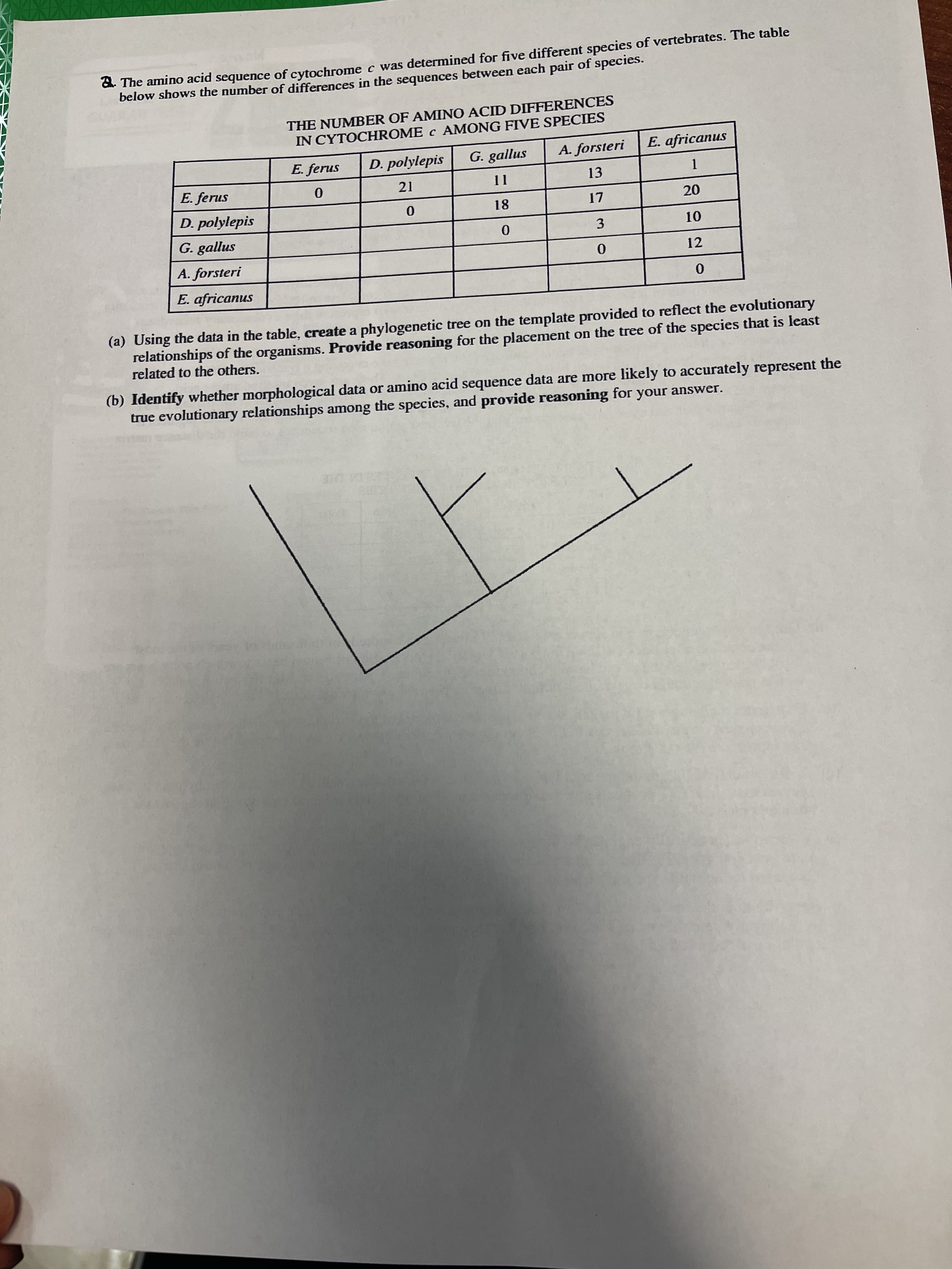 d. The amino acid sequence of cytochrome c was determined for five different species of vertebrates. The table
below shows the number of differences in the sequences between each pair of species.
THE NUMBER OF AMINO ACID DIFFERENCES
IN CYTOCHROME c AMONG FIVE SPECIES
G. gallus
A. forsteri
E. africanus
E. ferus
D. polylepis
13
E. ferus
D. polylepis
21
18-
3
G. gallus
12
A. forsteri
E. africanus
(a) Using the data in the table, create a phylogenetic tree on the template provided to reflect the evolutionary
relationships of the organisms. Provide reasoning for the placement on the tree of the species that is least
related to the others.
(b) Identify whether morphological data or amino acid sequence data are more likely to accurately represent the
true evolutionary relationships among the species, and provide reasoning for your answer.
