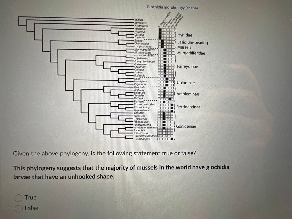 True
False
Mytilus
Mercenaria
Neotrigonia
Velesunio
Glochidia morphology (shape)
Hyridella
Castalia
Triplodon
Etheria
Chambardia
Lamproscapha
Mar. margaritifera
M. monodonta
Lamell. corrianus
L generosus
Parreysia olivacea
P. tavoyensis
Coelatura
Oxynaia
Scables
Radiatula
Unio
Lasmigona
Pyganodon
Quadrula
Amblema
Lampsillis
Truncilla
Potamilus
Ensidens
Contra. contradens
Contradens sp.
Trapezoideus
Gonided
Rotomida
protula
Pronodularia
Lasidia
5-shaped hooked
$598
10000
000
1000
DO
10000
☐☐☐☐☐
0
T
Hooked w/ spines
Axe-head shaped
Asymmetrical
Unhooked
000
0000
וםםםם
000
00000 Unioninae
Hyriidae
000000 Ambleminae
00007
00
Lasidium-bearing
Mussels
Margaritiferidae
ORIEN
P. vondembushianus 1000
P.cambodjensis
Parreysiinae
Pilsbryoconcha
Pseudodon cumingii Gonideinae
P. mouhtil
Pinoscularis
Rectidentinae
Given the above phylogeny, is the following statement true or false?
This phylogeny suggests that the majority of mussels in the world have glochidia
larvae that have an unhooked shape.