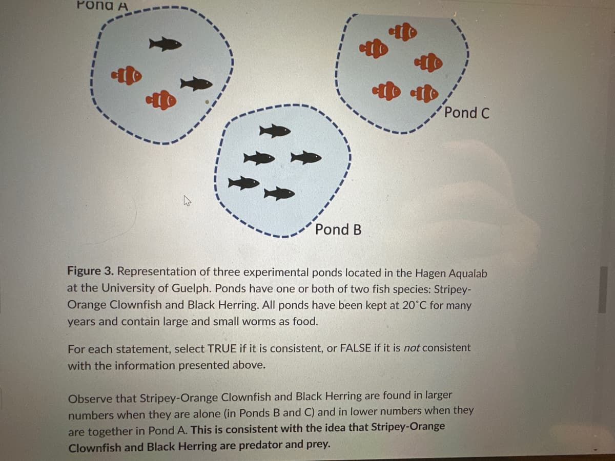 ΡΟΠΟ Α
Pond B
Pond C
Figure 3. Representation of three experimental ponds located in the Hagen Aqualab
at the University of Guelph. Ponds have one or both of two fish species: Stripey-
Orange Clownfish and Black Herring. All ponds have been kept at 20°C for many
years and contain large and small worms as food.
For each statement, select TRUE if it is consistent, or FALSE if it is not consistent
with the information presented above.
Observe that Stripey-Orange Clownfish and Black Herring are found in larger
numbers when they are alone (in Ponds B and C) and in lower numbers when they
are together in Pond A. This is consistent with the idea that Stripey-Orange
Clownfish and Black Herring are predator and prey.