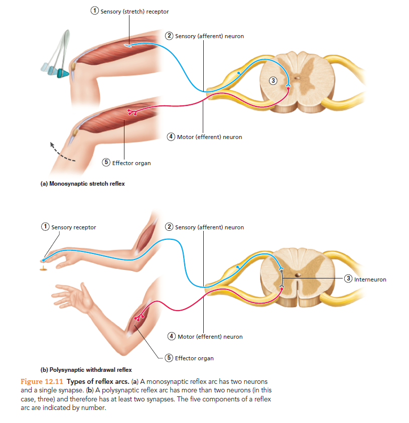 O Sensory (stretch) receptor
2 Sensory (afferent) neuron
Motor (efferent) neuron
Effector organ
(a) Monosynaptic stretch reflex
Sensory receptor
2 Sensory (afferent) neuron
3 Interneuron
Motor (efferent) neuron
6 Effector organ
(b) Polysynaptic withdrawal reflex
Figure 12.11 Types of reflex arcs. (a) A monosynaptic reflex arc has two neurons
and a single synapse. (b) A polysynaptic reflex arc has more than two neurons (in this
case, three) and therefore has at least two synapses. The five components of a reflex
arc are indicated by number.
