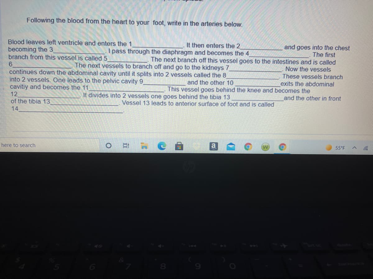 Following the blood from the heart to your foot, write in the arteries below.
Blood leaves left ventricle and enters the 1
becoming the 3
branch from this vessel is called 5
It then enters the 2
I pass through the diaphragm and becomes the 4
and goes into the chest
The first
The next branch off this vessel goes to the intestines and is called
6.
continues down the abdominal cavity until it splits into 2 vessels called the 8
into 2 vessels. One leads to the pelvic cavity 9
cavitiy and becomes the 11
The next vessels to branch off and go to the kidneys 7
Now the vessels
These vessels branch
exits the abdominal
and the other 10
This vessel goes behind the knee and becomes the
12
It divides into 2 vessels one goes behind the tibia 13
and the other in front
of the tibia 13
Vessel 13 leads to anterior surface of foot and is called
14
here to search
55°F
144
ㅇ
