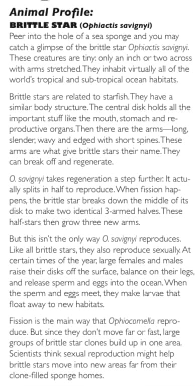 Animal Profile:
BRITTLE STAR (Ophiactis savignyi)
Peer into the hole of a sea sponge and you may
catch a glimpse of the brittle star Ophiactis savignyi.
These creatures are tiny: only an inch or two across
with ams stretched. They inhabit virtually all of the
world's tropical and sub-tropical ocean habitats.
Brittle stars are related to starfish. They have a
similar body structure. The central disk holds all the
important stuff like the mouth, stomach and re-
productive organs. Then there are the armsHong,
slender, wavy and edged with short spines. These
arms are what give brittle stars their name. They
can break off and regenerate.
O. savignyi takes regeneration a step further. It actu-
ally splits in half to reproduce. When fission hap-
pens, the brittle star breaks down the middle of its
disk to make two identical 3-armed halves. These
half-stars then grow three new arms.
But this isn't the only way O. savignyi reproduces.
Like all brittle stars, they also reproduce sexually. At
certain times of the year, large females and males
raise their disks off the surface, balance on their legs,
and release sperm and eggs into the ocean. When
the spem and eggs meet, they make larvae that
float away to new habitats.
Fission is the main way that Ophiocomella repro-
duce. But since they don't move far or fast, large
groups of brittle star clones build up in one area.
Scientists think sexual reproduction might help
brittle stars move into new areas far from their
clone-filled sponge homes.
