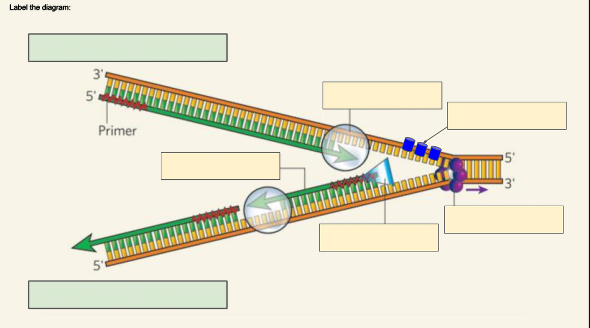 Label the diagram:
3
5'
Primer
5'
5'
¹3'