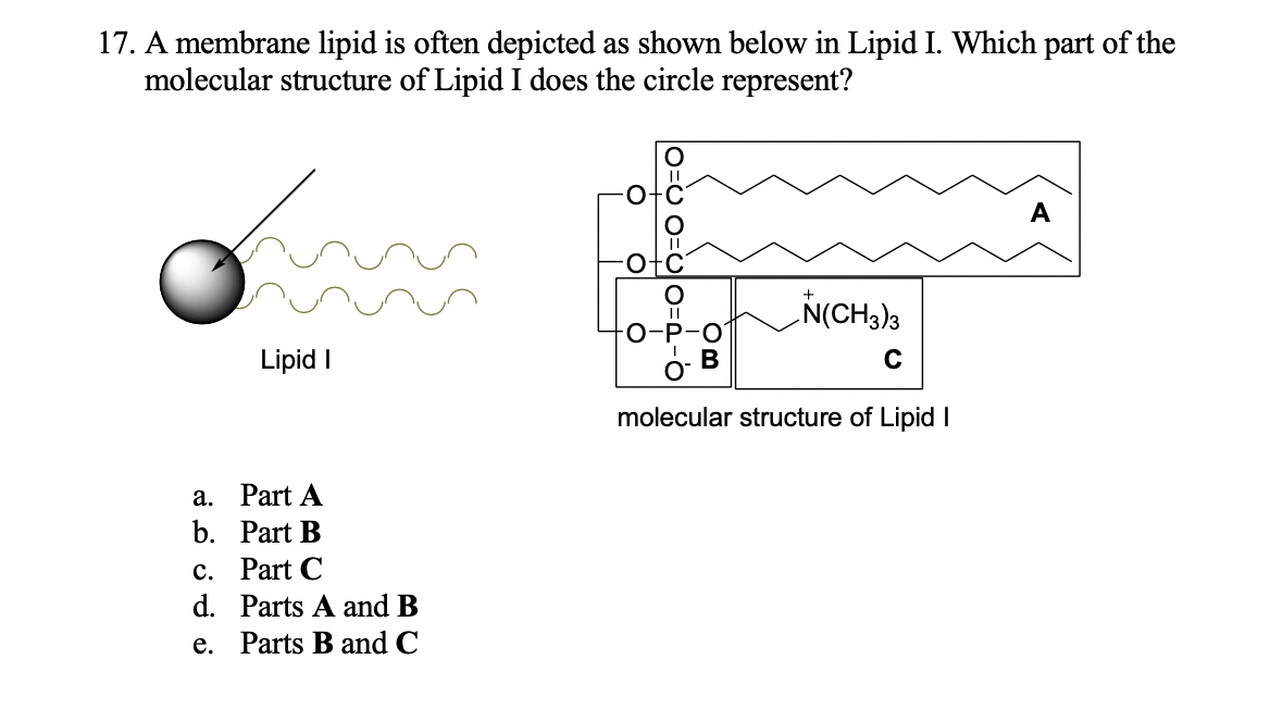 17. A membrane lipid is often depicted as shown below in Lipid I. Which part of the
molecular structure of Lipid I does the circle represent?
ŃN(CH,la
O-P
Lipid I
molecular structure of Lipid I
a. Part A
b. Part B
c. Part C
d. Parts A and B
e. Parts B and C
