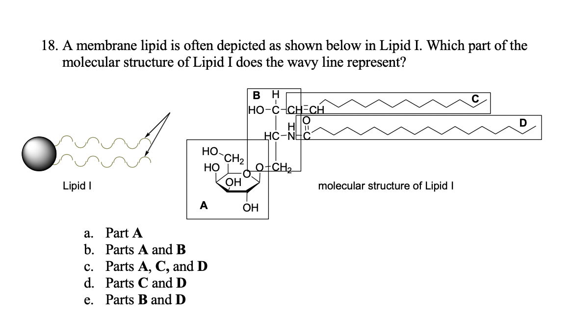 18. A membrane lipid is often depicted as shown below in Lipid I. Which part of the
molecular structure of Lipid I does the wavy line represent?
вн
HO-C-CH=CH.
HЙ
HC-NHC
Но.
CH2
Но
o+CH2
Lipid I
ОН
molecular structure of Lipid I
ОН
a. Part A
b. Parts A and B
c. Parts A, C, and D
d. Parts C and D
e. Parts B and D
