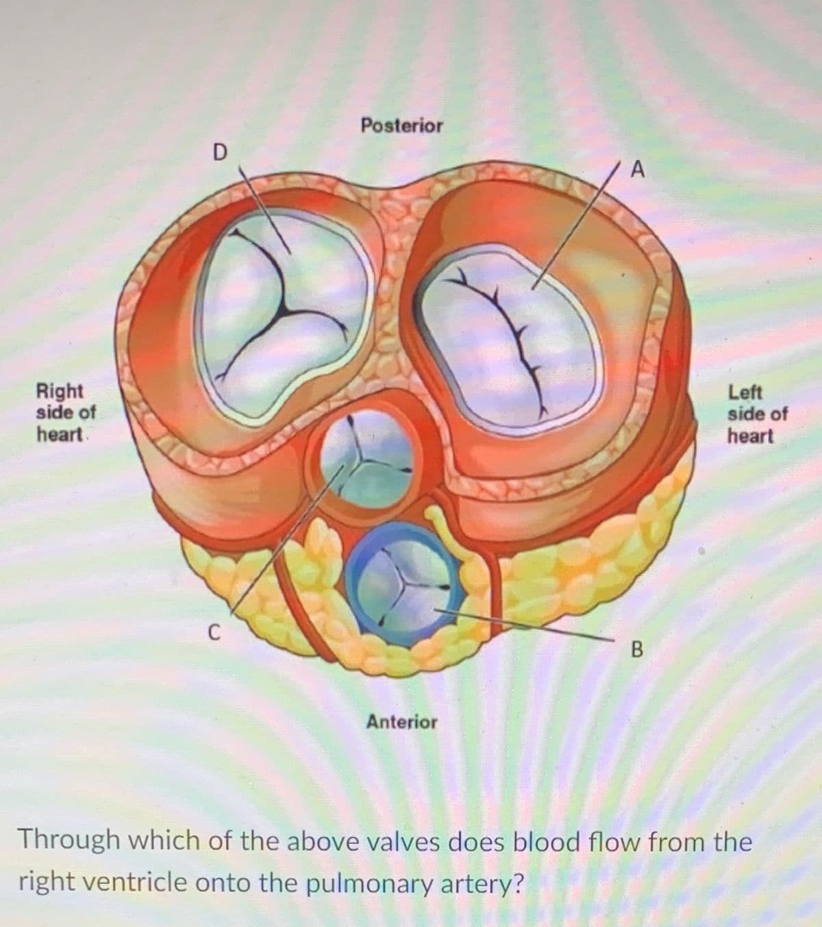 Posterior
A
Right
side of
heart
Left
side of
heart
C
Anterior
Through which of the above valves does blood flow from the
right ventricle onto the pulmonary artery?
B.
