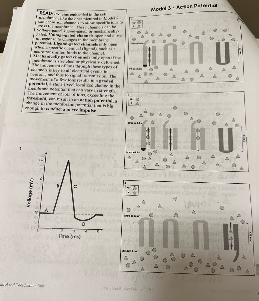 1
READ: Proteins embedded in the cell
membrane, like the ones pictured in Model 2,
can act as ion channels to allow specific ions to
cross the membrane. These channels can be
voltage-gated, ligand-gated, or mechanically-
gated. Voltage-gated channels open and close
in response to changes in the membrane
potential. Ligand-gated channels only open
when a specific chemical (ligand), such as a
neurotransmitter, binds to the channel.
Mechanically gated channels only open if the
membrane is stretched or physically deformed.
The movement of ions through these types of
channels is key to all electrical events in
neurons, and thus to signal transmission. The
movement of a few ions results in a graded
potential, a short-lived, localized change in the
membrane potential that can vary in strength.
The movement of lots of ions, exceeding the
threshold, can result in an action potential, a
change in the membrane potential that is big
enough to conduct a nerve impulse.
+40
0
ill
B
с
ibste
A
Voltage (mv)
-70
-80
-90
-100
-ntrol and Coordination Unit
3
Time (ms)
D
4
lo ino
M
b
Extracellular,
1301/10
Intracellular
A
A
Na O
KA
Milw beaybpal
obia D
Extracellular,
Intracellular
Na
A
OA
A
Intracellular
Model 3 - Action Potential w
O
O
KATdsm
A
10028
It's Not Rocket Science 2019
O
A
Vagos
aim of afhow gaug nastog ctuboe st
Extracellular C
DANH
ΔΟ
O
A
+35 mV
10