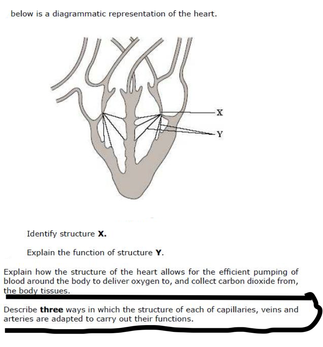 below is a diagrammatic representation of the heart.
Y
Identify structure X.
Explain the function of structure Y.
Explain how the structure of the heart allows for the efficient pumping of
blood around the body to deliver oxygen to, and collect carbon dioxide from,
the body tissues.
Describe three ways in which the structure of each of capillaries, veins and
arteries are adapted to carry out their functions.
