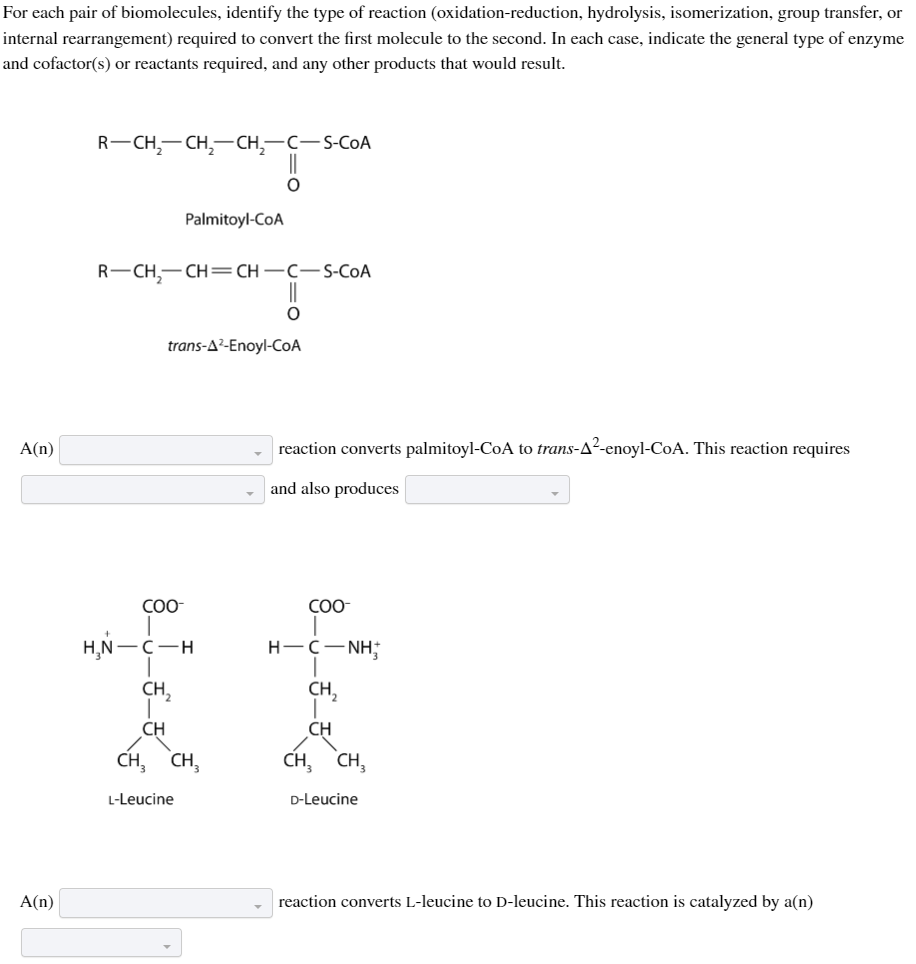 For each pair of biomolecules, identify the type of reaction (oxidation-reduction, hydrolysis, isomerization, group transfer, or
internal rearrangement) required to convert the first molecule to the second. In each case, indicate the general type of enzyme
and cofactor(s) or reactants required, and any other products that would result.
A(n)
A(n)
R-CH₂-CH₂-CH₂-C-S-COA
Palmitoyl-CoA
R-CH₂-CH=CH-C-S-COA
COO-
CH₂
H₂N-C-H
CH,
CH
trans-A2-Enoyl-CoA
||
O
CH₂
L-Leucine
||
O
reaction converts palmitoyl-CoA to trans-A2-enoyl-CoA. This reaction requires
and also produces
COO-
H—C-NH;
CH,
CH
CH₂ CH₂
D-Leucine
reaction converts L-leucine to D-leucine. This reaction is catalyzed by a(n)