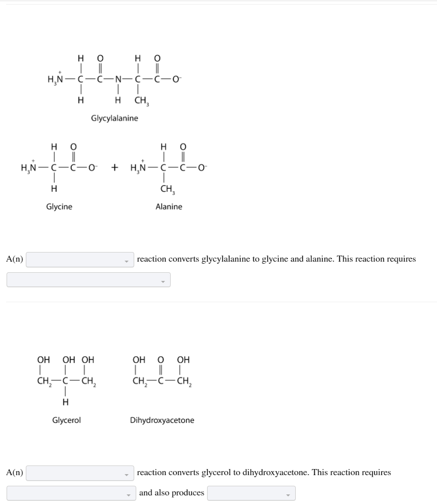 A(n)
A(n)
H₂N-
H
|
O
||
H₂N -CICIO
_
HO
|||
H
Glycine
OH OH OH
T
CH₂-C-CH₂
H
Glycerol
H O
H H CH₂
Glycylalanine
C-N-C
+ H₂N-
C-O
HO
T ||
CICIO
CH₂
Alanine
reaction converts glycylalanine to glycine and alanine. This reaction requires
OH O OH
I I
CH₂-C-CH₂
Dihydroxyacetone
reaction converts glycerol to dihydroxyacetone. This reaction requires
and also produces