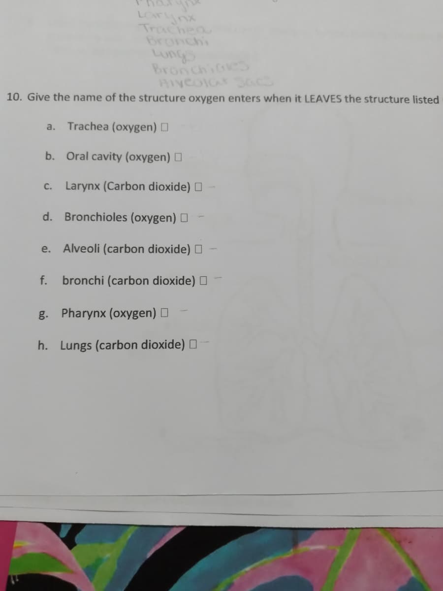 LOFynx
Trachea
Bronchi
Lungs
Bronchioe
AIveolar Sacs
10. Give the name of the structure oxygen enters when it LEAVES the structure listed
a. Trachea (oxygen) D
b. Oral cavity (oxygen) O
C.
Larynx (Carbon dioxide) O
d. Bronchioles (oxygen) O
e. Alveoli (carbon dioxide) O
f.
bronchi (carbon dioxide) O
g. Pharynx (oxygen) O
h. Lungs (carbon dioxide) O
