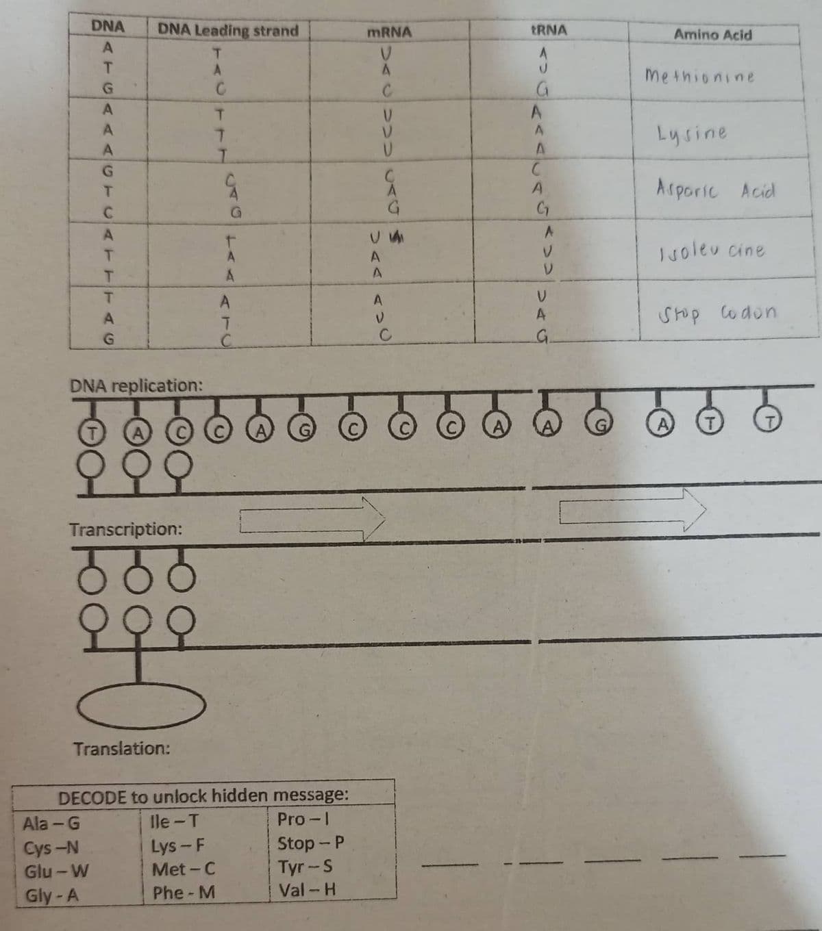 DNA
DNA Leading strand
MRNA
tRNA
Amino Acid
methionine
C
Lysine
Asporic Acid
A
A
Juoleu cine
A
A
stop codon
G.
DNA replication:
Transcription:
Translation:
DECODE to unlock hidden message:
Pro-1
Ala -G
le -T
Cys-N
Glu - W
Gly-A
Stop - P
Tyr-S
Lys-F
Met - C
Phe-M
Val-H
ATGAA AGTCATTTAG

