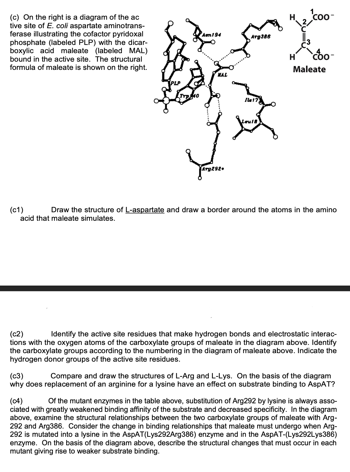 (c) On the right is a diagram of the ac
tive site of E. coli aspartate aminotrans-
ferase illustrating the cofactor pyridoxal
phosphate (labeled PLP) with the dicar-
boxylic acid maleate (labeled MAL)
bound in the active site. The structural
formula of maleate is shown on the right.
Am 194
MAL
Arg292
Arg386
Ilx17
Lauf
'coo-
H
get
H
Coo-
Maleate
(c1)
Draw the structure of L-aspartate and draw a border around the atoms in the amino
acid that maleate simulates.
(c2)
Identify the active site residues that make hydrogen bonds and electrostatic interac-
tions with the oxygen atoms of the carboxylate groups of maleate in the diagram above. Identify
the carboxylate groups according to the numbering in the diagram of maleate above. Indicate the
hydrogen donor groups of the active site residues.
(C3)
Compare and draw the structures of L-Arg and L-Lys. On the basis of the diagram
why does replacement of an arginine for a lysine have an effect on substrate binding to AspAT?
(c4)
Of the mutant enzymes in the table above, substitution of Arg292 by lysine is always asso-
ciated with greatly weakened binding affinity of the substrate and decreased specificity. In the diagram
above, examine the structural relationships between the two carboxylate groups of maleate with Arg-
292 and Arg386. Consider the change in binding relationships that maleate must undergo when Arg-
292 is mutated into a lysine in the AspAT(Lys292Arg386) enzyme and in the AspAT-(Lys292Lys386)
enzyme. On the basis of the diagram above, describe the structural changes that must occur in each
mutant giving rise to weaker substrate binding.