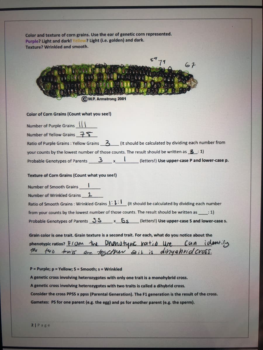Color and texture of corn grains. Use the ear of genetic corn represented.
Purple? Light and dark! Yellow? Light (i.e. golden) and dark.
Texture? Wrinkled and smooth.
67
©W.P. Armstrong 2001
Color of Corn Grains (Count what you see!)
Number of Purple Grains
Number of Yellow Grains 7S
Ratio of Purple Grains : Yellow Grains
3.
(It should be calculated by dividing each number from
your counts by the lowest number of those counts. The result should be written as 3: 1)
Probable Genotypes of Parents
3
(letters!) Use upper-case P and lower-case p.
Texture of Corn Grains (Count what you see!)
Number of Smooth Grains
Number of Wrinkled Grains
Ratio of Smooth Grains : Wrinkled Grains 1:L (It should be calculated by dividing each number
from your counts by the lowest number of those counts. The result should be written as :1)
Probable Genotypes of Parents SS
x Ss
(letters!) Use upper-case S and lower-case s.
Grain color is one trait. Grain texture is a second trait. For each, what do you notice about the
phenotypic ratios? om the Dhendtypic ratid Ure
the fao foraits
identily
are toscther sa it is dinyahrid cruss.
Can
P = Purple; p = Yellow; S = Smooth; s = Wrinkled
A genetic cross involving heterozygotes with only one trait is a monohybrid cross.
A genetic cross involving heterozygotes with two traits is called a dihybrid cross.
Consider the cross PPSS x ppss (Parental Generation). The F1 generation is the result of the cross.
Gametes: PS for one parent (e.g. the egg) and ps for another parent (e.g. the sperm).
2 |Page
