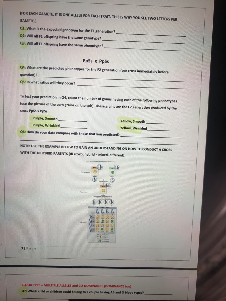 (FOR EACH GAMETE, IT IS ONE ALLELE FOR EACH TRAIT. THIS IS WHY YOU SEE TWO LETTERS PER
GAMETE.)
Q1: What is the expected genotype for the F1 generation?
Q2: Will all F1 offspring have the same genotype?
Q3: Will all F1 offspring have the same phenotype?
PpSs x PpSs
Q4: What are the predicted phenotypes for the F2 generation (see cross immediately before
question)?
Q5: In what ratios will they occur?
To test your prediction in Q4, count the number of grains having each of the following phenotypes
(use the picture of the corn grains on the cob). These grains are the F2 generation produced by the
cross PpSs x PpSs.
Purple, Smooth
Yellow, Smooth
Purple, Wrinkled
Yellow, Wrinkled
Q6: How do your data compare with those that you predicted?
NOTE: USE THE EXAMPLE BELOW TO GAIN AN UNDERSTANDING ON HOW TO CONDUCT A CROSS
WITH THE DIHYBRID PARENTS (di = two; hybrid = mixed, different).
3|Page
BLOOD TYPE-MULTIPLE ALLELES and CO-DOMINANCE (DOMINANCE too)
Q7: Which child or children could belong to a couple having AB and O blood types?
