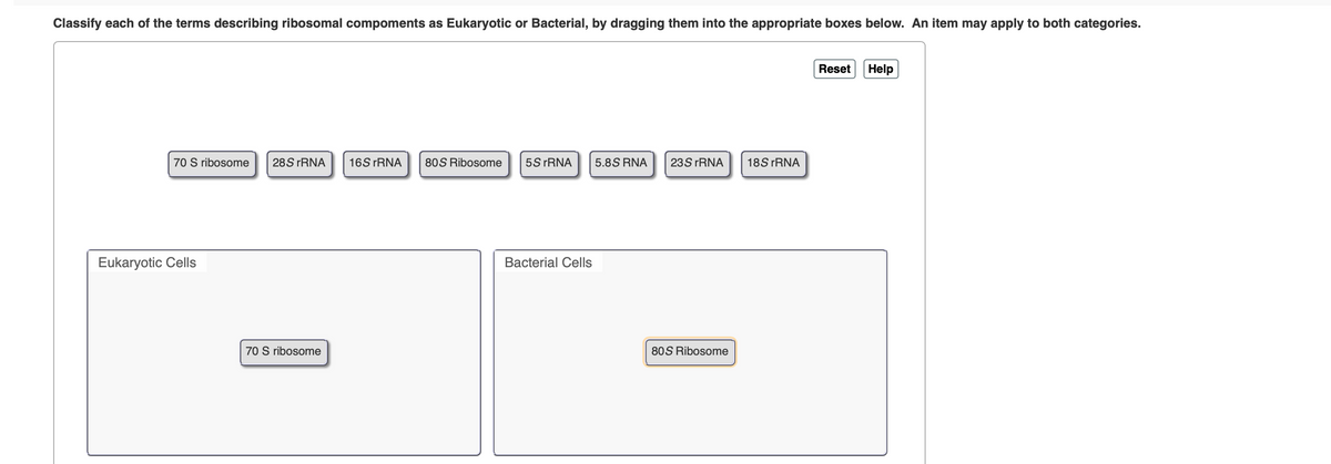 Classify each of the terms describing ribosomal compoments as Eukaryotic or Bacterial, by dragging them into the appropriate boxes below. An item may apply to both categories.
Reset
Help
70 S ribosome
28S rRNA
16S rRNA
80S Ribosome
5S rRNA
5.8S RNA
23S rRNA
18S rRNA
Eukaryotic Cells
Bacterial Cells
70 S ribosome
80S Ribosome
