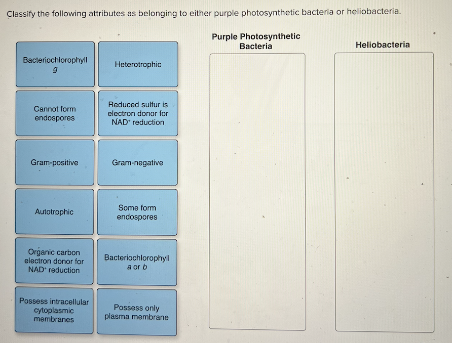 ### Classification of Attributes: Purple Photosynthetic Bacteria vs. Heliobacteria

In this educational exercise, we will classify various attributes as belonging to either purple photosynthetic bacteria or heliobacteria. Understanding these classifications is important for comprehending the characteristics and functionalities of these two groups of bacteria.

#### Attributes to Classify:

1. **Bacteriochlorophyll **g**
2. **Heterotrophic**
3. **Cannot form endospores**
4. **Reduced sulfur is electron donor for NAD⁺ reduction**
5. **Gram-positive**
6. **Gram-negative**
7. **Autotrophic**
8. **Some form endospores**
9. **Organic carbon electron donor for NAD⁺ reduction**
10. **Bacteriochlorophyll **a** or **b**
11. **Possess intracellular cytoplasmic membranes**
12. **Possess only plasma membrane**

#### Classification:
Below is a detailed table classifying each of the attributes into either purple photosynthetic bacteria or heliobacteria.

**Purple Photosynthetic Bacteria:**
1. **Bacteriochlorophyll **a** or **b**
2. **Cannot form endospores**
3. **Gram-negative**
4. **Autotrophic**
5. **Heterotrophic**
6. **Reduced sulfur is electron donor for NAD⁺ reduction**
7. **Possess intracellular cytoplasmic membranes** 

**Heliobacteria:**
1. **Bacteriochlorophyll **g**
2. **Gram-positive**
3. **Some form endospores**
4. **Organic carbon electron donor for NAD⁺ reduction**
5. **Possess only plasma membrane**

By understanding these attributes and where they belong, students can get a better grasp of the biological and functional differences between purple photosynthetic bacteria and heliobacteria. This knowledge forms the basis for more advanced studies in microbiology and photosynthesis-related processes.
