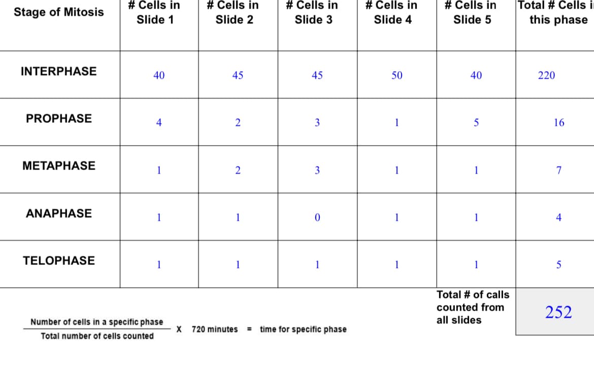 # Cells in
# Cells in
# Čells in
# Cells in
# Cells in
Total # Cells i
this phase
Stage of Mitosis
Slide 1
Slide 2
Slide 3
Slide 4
Slide 5
INTERPHASE
40
45
45
50
40
220
PROPHASE
4
3
16
МЕТАРНАSЕ
1
3
1
1
7
ANAPHASE
1
1
1
1
4
TELOPHASE
1
1
1
1
1
Total # of calls
counted from
252
Number of cells in a specific phase
all slides
X 720 minutes
%3D
time for specific phase
Total number of cells counted
