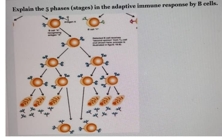 Explain the 5 phases (stages) in the adaptive immune response by B cells.
no here
gure
**
