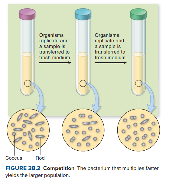 Organisms
replicate and
a sample is
transferred to
Organisms
replicate and
a sample is
transferred to
fresh medium.
fresh medium.
Coccus
Rod
FIGURE 28.2 Competition The bacterium that multiplies faster
yields the larger population.
