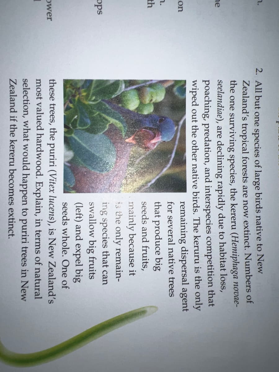 2. All but one species of large birds native to New
Zealand's tropical forests are now extinct. Numbers of
the one surviving species, the kereru (Hemiphaga novae-
seelandiae), are declining rapidly due to habitat loss,
poaching, predation, and interspecies competition that
wiped out the other native birds. The keruru is the only
n.
ne
remaining dispersal agent
on
for several native trees
that produce big
seeds and fruits,
th
mainly because it
is the only remain-
ing species that can
swallow big fruits
(left) and expel big
ops
seeds whole. One of
these trees, the puriri (Vitex lucens), is New Zealand's
most valued hardwood. Explain, in terms of natural
selection, what would happen to puriri trees in New
Zealand if the kereru becomes extinct.
ower
