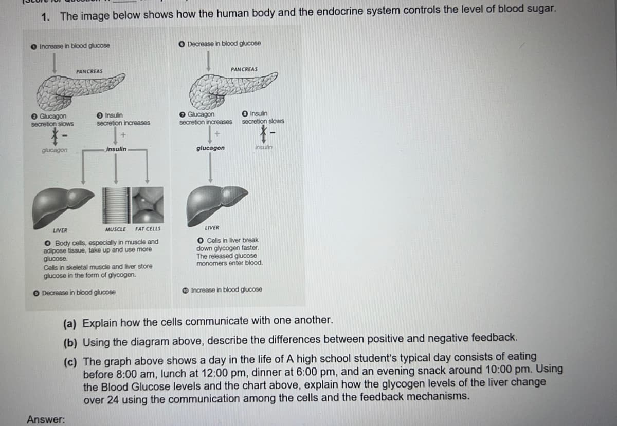 1. The image below shows how the human body and the endocrine system controls the level of blood sugar.
O Increase in blood glucose
O Decrease in blood glucose
PANCREAS
PANCREAS
O Glucagon
secretion slows
O Insulin
secretion increases
O Glucagon
secretion increases
O Insulin
secretion slows
glucagon
insulin
glucagon
insulin
LIVER
MUSCLE
FAT CELLS
LIVER
O Body cells, especially in muscle and
adipose tissue, take up and use more
glucose.
Cells in skeletal muscle and liver store
glucose in the form of glycogen.
O Cells in liver break
down glycogen faster.
The released glucose
monomers enter blood.
O Decrease in blood glucose
O Increase in blood glucose
(a) Explain how the cells communicate with one another.
(b) Using the diagram above, describe the differences between positive and negative feedback.
(c) The graph above shows a day in the life of A high school student's typical day consists of eating
before 8:00 am, lunch at 12:00 pm, dinner at 6:00 pm, and an evening snack around 10:00 pm. Using
the Blood Glucose levels and the chart above, explain how the glycogen levels of the liver change
over 24 using the communication among the cells and the feedback mechanisms.
Answer:
