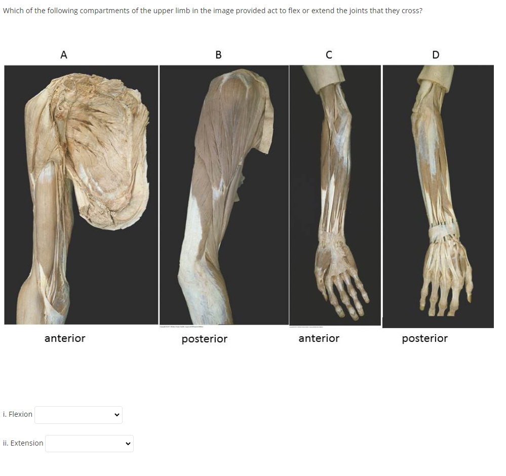 Which of the following compartments of the upper limb in the image provided act to flex or extend the joints that they cross?
A
C
D
anterior
posterior
anterior
posterior
i. Flexion
ii. Extension
