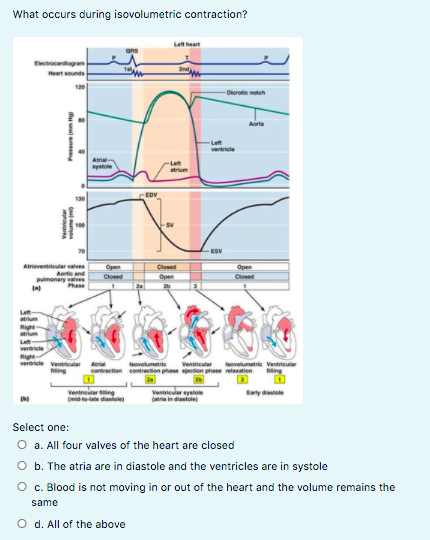 What occurs during isovolumetric contraction?
Lett heart
Electrocardiogram
Heart sounde
nd
Dierotie noteh
Aorta
Left
ventricle
Let
atrium
systole
EDV
-ESV
Atrieventrieular valves
Open
Closed
Closed
Open
Open
Closed
pulmonary vaves
Let
atrium
Right
arum
Left
ventricle
Right
vertricle Ventricular Arial
ovolumetrie ventricular ovolumetrie Ventricular
ing
ing
contraction contracton phase on hase relaation
Ventrieitar ing
(mid toate diasiole
Ventrieular systole
Catria in diantole
Early dastole
Select one:
O a. All four valves of the heart are closed
O b. The atria are in diastole and the ventricles are in systole
O c. Blood is not moving in or out of the heart and the volume remains the
same
O d. All of the above
Ventrieular
