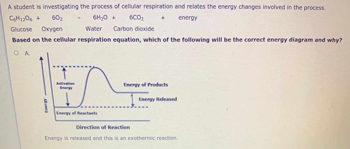 A student is investigating the process of cellular respiration and relates the energy changes involved in the process.
C6H12O6 +
602
6H20 +
6CO2
energy
Glucose
Oxygen
Water
Carbon dioxide
Based on the cellular respiration equation, which of the following will be the correct energy diagram and why?
О А.
Activation
Energy of Products
Energy
Energy Released
Energy of Reactants
Direction of Reaction
Energy is released and this is an exothermic reaction.
Energy
