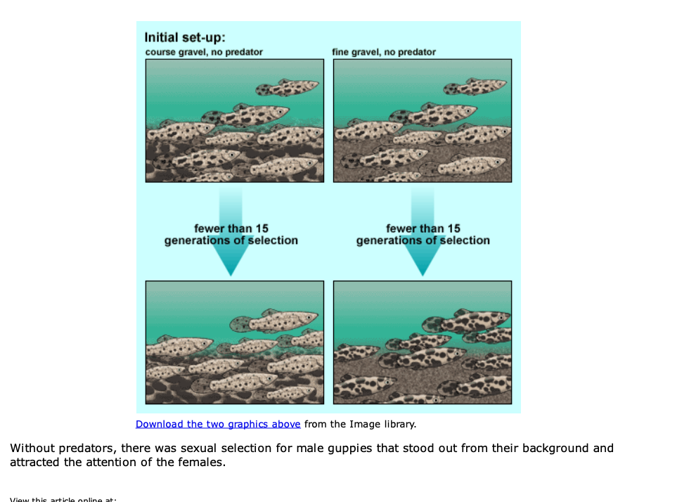 Initial set-up:
course gravel, no predator
fine gravel, no predator
fewer than 15
fewer than 15
generations of selection
generations of selection
Download the two graphics above from the Image library.
Without predators, there was sexual selection for male guppies that stood out from their background and
attracted the attention of the females.
View thie article opline at
