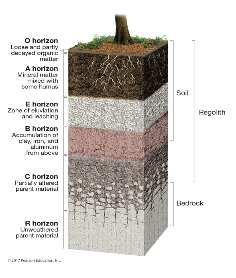 O horizon
Loose and partly
decayed organic
matter
A horizon
Mineral matter
mixed with
some humus
Soil
E horizon
Zone of eluviation
and leaching
Regolith
B horizon
Accumulation of
clay, iron, and
aluminum
from above
C horizon
Partially altered
parent material
Bedrock
R horizon
Unweathered
parent material
© 2017 Pearson Education, Inc.
