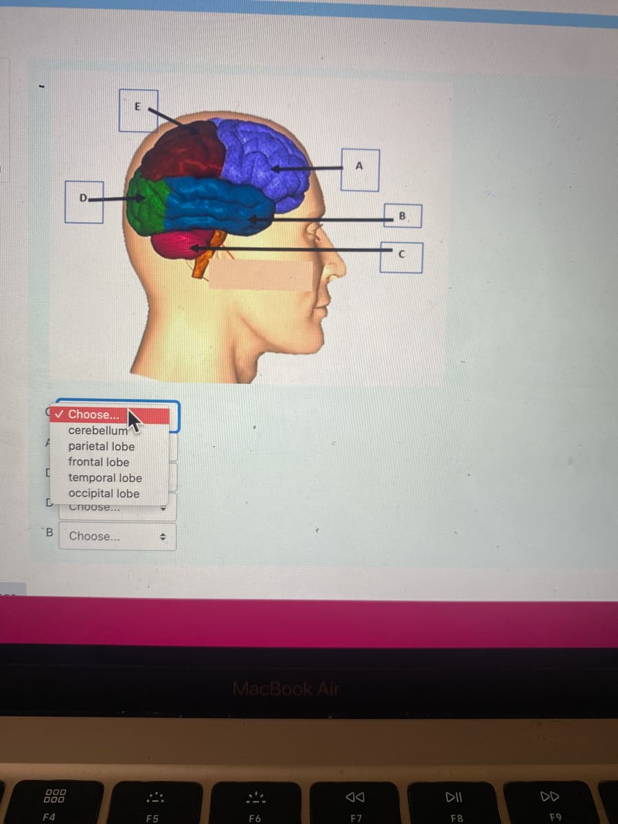 B
v Choose...
cerebellum
parietal lobe
frontal lobe
temporal lobe
occipital lobe
Choose...
Choose...
MacBook Air
000
000
...
DII
F4
E5
F6
F7
F8
F9
