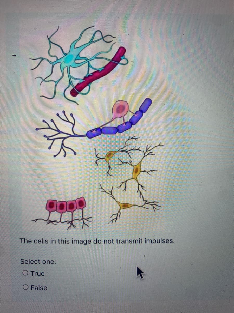 The cells in this image do not transmit impulses.
Select one:
O True
O False
