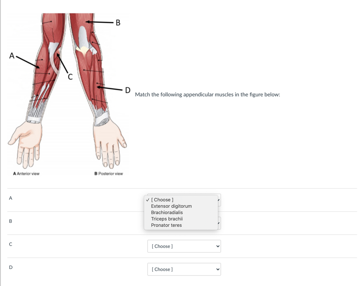 А
D
Match the following appendicular muscles in the figure below:
A Anterior view
B Posterior view
A
V [ Choose ]
Extensor digitorum
Brachioradialis
Triceps brachii
Pronator teres
[ Choose ]
D
[ Choose ]
>
