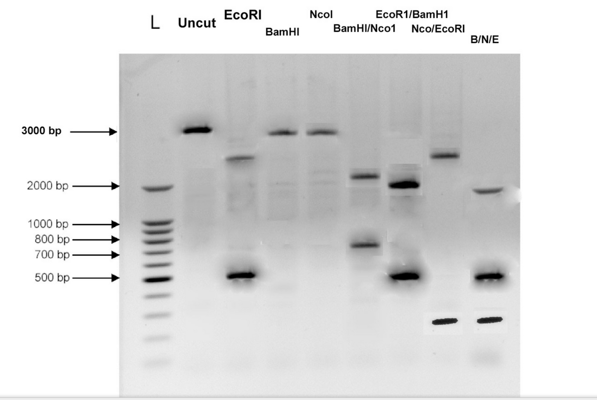 ### Gel Electrophoresis Image Analysis

This image represents a gel electrophoresis analysis, which is a technique used to separate DNA fragments based on their size.

#### Lane Descriptions:
- **L**: Ladder (L) - A standard DNA ladder used as a reference to estimate the size of DNA fragments. The bands are labeled with their respective base pair (bp) sizes: 3000 bp, 2000 bp, 1000 bp, 800 bp, 700 bp, and 500 bp.
- **Uncut**: This lane contains uncut DNA, meaning the DNA has not been treated with any restriction enzymes. It serves as a control.
- **EcoRI**: DNA sample treated with the EcoRI restriction enzyme.
- **BamHI**: DNA sample treated with the BamHI restriction enzyme.
- **NcoI**: DNA sample treated with the NcoI restriction enzyme.
- **EcoRI/BamHI**: DNA sample treated with both EcoRI and BamHI restriction enzymes.
- **BamHI/NcoI**: DNA sample treated with both BamHI and NcoI restriction enzymes.
- **NcoI/EcoRI**: DNA sample treated with both NcoI and EcoRI restriction enzymes.
- **B/N/E**: DNA sample treated with BamHI, NcoI, and EcoRI restriction enzymes.

#### Analysis of DNA Fragments:
- **Ladder (L)**: The sizes of the DNA fragments are used as markers. The most prominent bands correspond to 3000 bp, 2000 bp, 1000 bp, 800 bp, 700 bp, and 500 bp.
- **Uncut lane**: The uncut DNA appears as one high-molecular-weight band, indicating that the DNA is intact and not fragmented.
- **Single enzyme cuts (EcoRI, BamHI, NcoI)**: Each of these lanes shows a distinct pattern of bands, which corresponds to the fragment sizes generated by digestion with the respective restriction enzyme.
- **Combination enzyme cuts (EcoRI/BamHI, BamHI/NcoI, NcoI/EcoRI)**: These lanes show multiple bands, indicating that the DNA has been cut at more than one site. The patterns are more complex and reveal the combined cutting sites of both enzymes used.
- **Triple enzyme cut lane (B/N/E)**: This lane shows a distinct pattern of multiple bands indicating that the