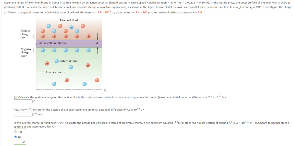 Assume a length of axon membrane of about 0.10 m is excited by an action potential (length excited = nerve speed x pulse duration = 50.0 m/s x 0.0020 s = 0.10 m). In the resting state, the outer surface of the axon wall is charged
positively with K+ ions and the inner wall has an equal and opposite charge of negative organic ions, as shown in the figure below. Model the axon as a parallel-plate capacitor and take C = KE A/d and Q = CAV to investigate the charge
as follows. Use typical values for a cylindrical axon of cell wall thickness d = 1.8 x 10-8 m, axon radius r = 1.4 × 10¹ μm, and cell-wall dielectric constant x = 2.0.
Positive
charge
layer
Negative
charge
layer
1+
External fluid
+
+
+
Axon wall membrane
+
Internal fluid
Axon radius = r
+
+
+
d
+
(a) Calculate the positive charge on the outside of a 0.10-m piece of axon when it is not conducting an electric pulse. (Assume an initial potential difference of 7.0 x 10-² V.)
How many K+ ions are on the outside of the axon assuming an initial potential difference of 7.0 x 10-² V?
K+ ions
Is this a large charge per unit area? Hint: Calculate the charge per unit area in terms of electronic charge e per angstrom squared (A²). An atom has a cross section of about 1 Å² (1 Å = 10-10 m). (Compare to normal atomic
spacing of one atom every few Å.)
O Yes
O No