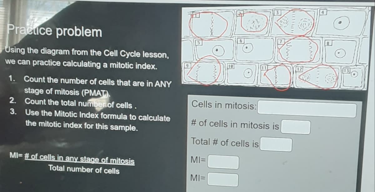 Praeuce problem
Using the diagram from the Cell Cycle lesson,
we can practice calculating a mitotic index.
1. Count the number of cells that are in ANY
stage of mitosis (PMAT).
2. Count the total number of cells.
3. Use the Mitotic Index formula to calculate
the mitotic index for this sample.
Cells in mitosis:
# of cells in mitosis is
Total # of cells is
MI= # of cells in any stage of mitosis
MI=
Total number of cells
MI=
