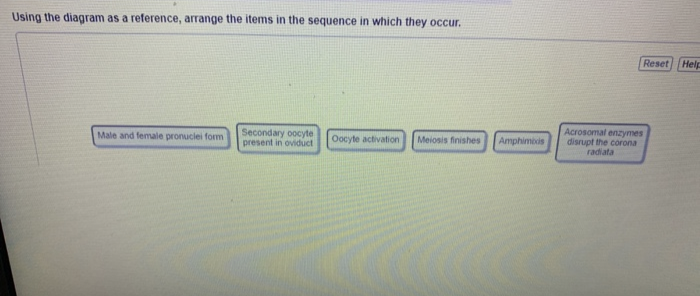 Using the diagram as a reference, arrange the items in the sequence in which they occur.
Male and female pronuclei form
Secondary oocyte
present in oviduct Oocyte activation Meiosis finishes
Amphimoxis
Acrosomal enzymes
disrupt the corona
radiata
Reset
Help