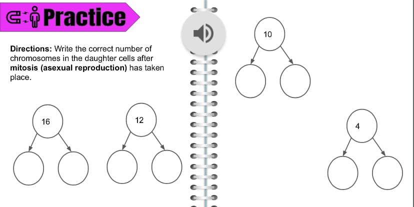 G: Practice
10
Directions: Write the correct number of
chromosomes in the daughter cells after
mitosis (asexual reproduction) has taken
place.
16
12
