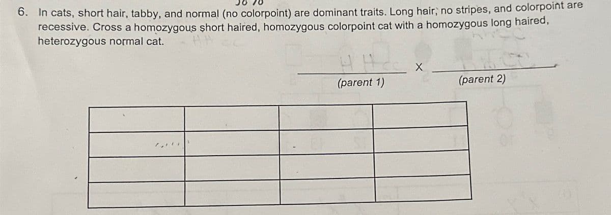 6. In cats, short hair, tabby, and normal (no colorpoint) are dominant traits. Long hair, no stripes, and colorpoint are
recessive. Cross a homozygous short haired, homozygous colorpoint cat with a homozygous long haired,
heterozygous normal cat.
X
(parent 1)
(parent 2)