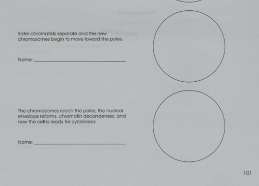 Sister chromatids separate and the new
chromosomes begin to move toward the poles.
Name:
The chromosomes reach the poles, the nuclear
envelope reforms, chromatin decondenses, and
now the cell is ready for cytokinesis.
Name:
101
