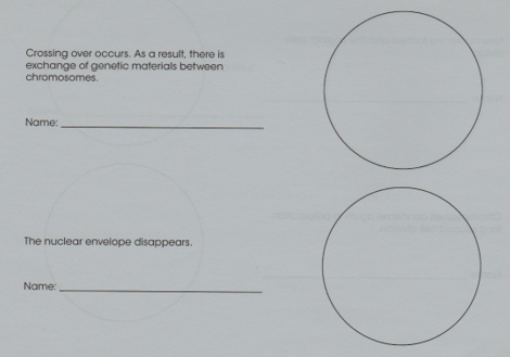 Crossing over occurs. As a result, there is
exchange of genetic materials between
chromosomes.
Name:
The nuclear envelope disappears.
Name:
