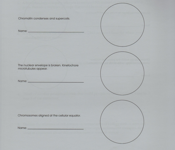 Chromatin condenses and supercols.
Name:
The nuclear envelope is broken. Kinetochore
microtubules appear.
Name:
Chromosomes aligned at the cellular equator.
Name:
