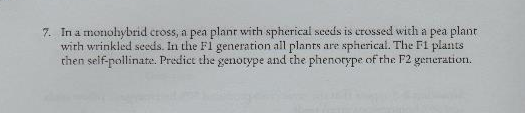 7. In a monohybrid cross, a pea planr with spherical seeás is crossed with a pea plant
with wrinkled seeds. In the Fl generation all planrs are spherical. The F1 plants
then self-pollinate. Predict the genorype and the phenorype of the F2 gerneration.
