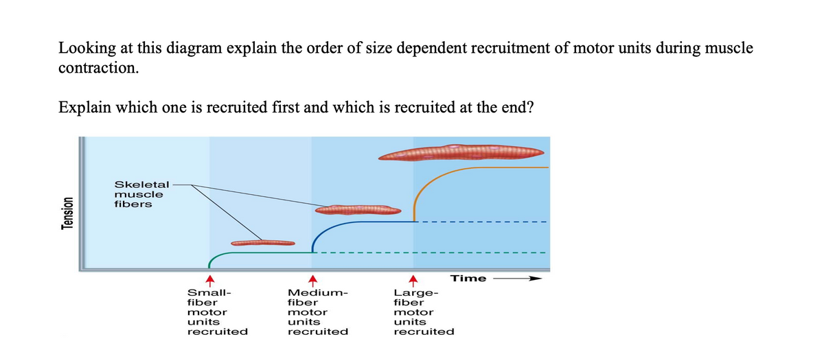 Looking at this diagram explain the order of size dependent recruitment of motor units during muscle
contraction.
Explain which one is recruited first and which is recruited at the end?
Skeletal
muscle
fibers
Time
Small-
Medium-
Large-
fiber
fiber
fiber
motor
units
motor
motor
units
recruited
units
recruited
recruited
Tension
