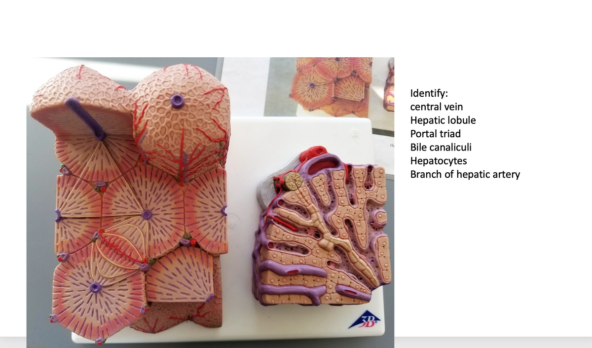 Identify:
central vein
Hepatic lobule
Portal triad
Bile canaliculi
He
Нерatocytes
Branch of hepatic artery
