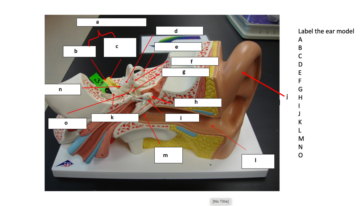 a
d
Label the ear model
A
В
b
C
D
E
F
G
H
h
k
i
K
L
M
N
[No Title]

