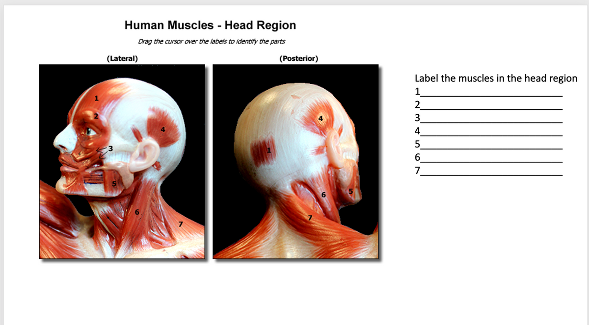 Human Muscles - Head Region
Drag the cursor over the labels to identify the parts
(Lateral)
(Posterior)
Label the muscles in the head region
1
2
3.
4
5.
6.
7
6.
