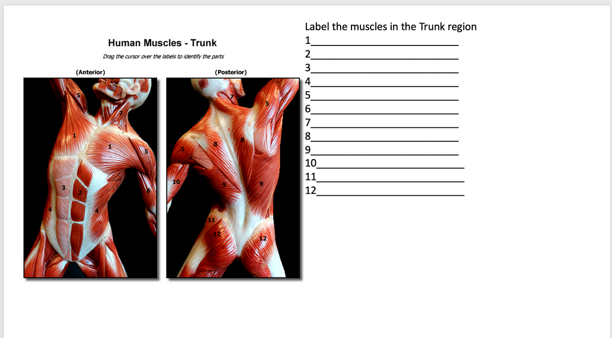 Label the muscles in the Trunk region
Human Muscles - Trunk
2
Drag the cursor over the labels to identify the parts
(Anterior)
(Posterior)
6.
7
8
9.
10
11
12
